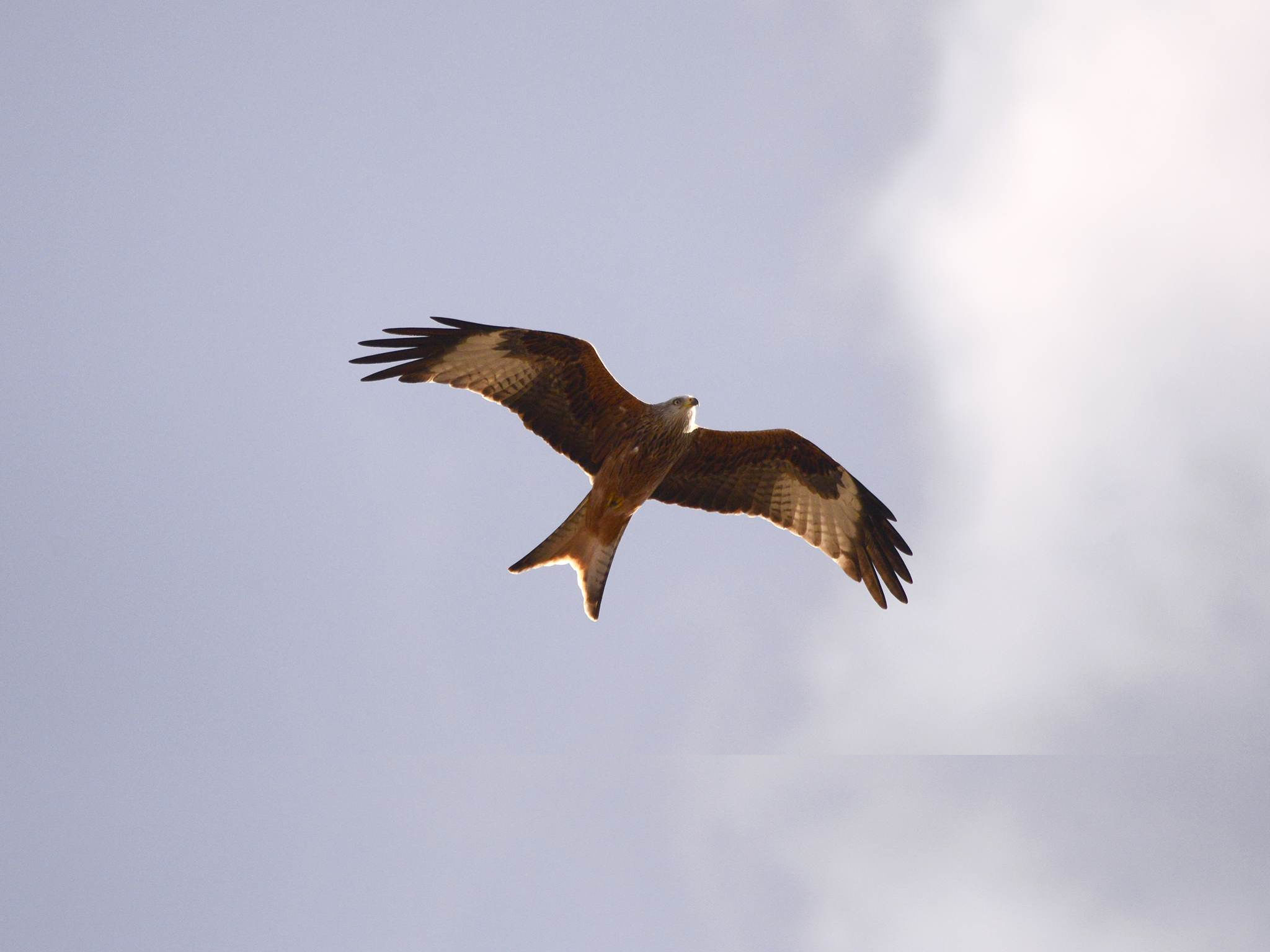 Milvus milvus